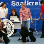 Ausstellungspudel für Hundeausstellungen