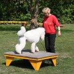 Pudel auf der Box beim Hundesport