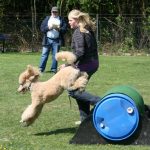 Fasshinderniss beim Hundesport