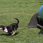 Fasshinderniss beim Hundesport