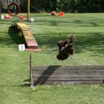 Sprung über die Hürde beim Hundesport