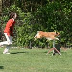 Sprung über die Hürde beim Hundesport